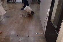 Cão é morto por segurança de supermercado e gera revolta 