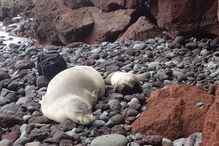 Nasceram dois lobos-marinhos bebés nas ilhas Desertas