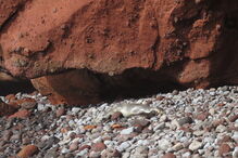 Nasceram dois lobos-marinhos bebés nas ilhas Desertas