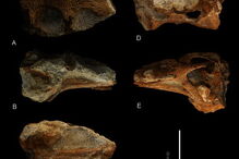 Fóssil de crocodilo