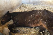 Animais alegadamente pertencentes à Escola Agrícola na Pontinha