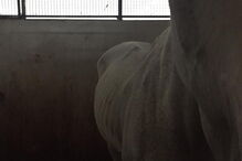 Animais alegadamente pertencentes à Escola Agrícola na Pontinha