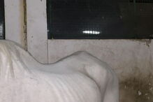 Animais alegadamente pertencentes à Escola Agrícola na Pontinha