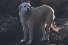 Um mês depois dos incêndios na Califórnia reencontra cão que foi forçada a abandonar