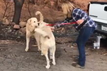 Um mês depois dos incêndios na Califórnia reencontra cão que foi forçada a abandonar