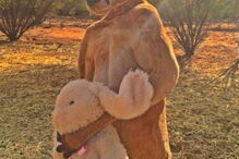 Morreu Roger, o canguru musculado