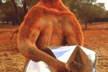 Morreu Roger, o canguru musculado