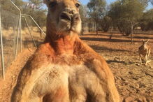 Morreu Roger, o canguru musculado