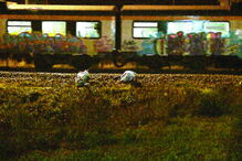 Acidente mortal ocorreu a 7 de dezembro de 2015, quando três jovens grafitavam um comboio que tinha parado no apeadeiro de Palmilheira/Águas Santas