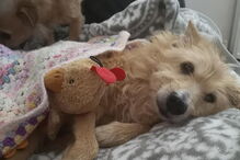 Mulher salva cão violado durante cinco anos