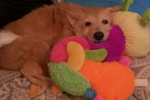 Mulher salva cão violado durante cinco anos