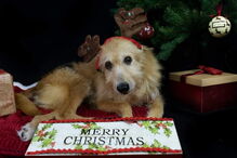 Mulher salva cão violado durante cinco anos