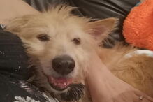 Mulher salva cão violado durante cinco anos