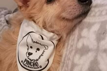 Mulher salva cão violado durante cinco anos