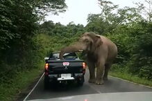 Elefante assusta visitantes de parque na Tailândia 