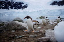 Antártica