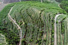 Destroços do helicóptero ficaram espalhados numa zona de plantação de eucaliptos na serra de Santa Justa