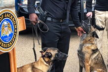 Os novos cães da polícia de Mississipi
