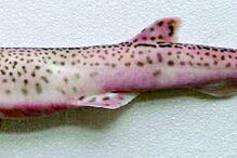 Espécie é um pequeno tubarão que vive nas águas do Mediterrâneo e que é apanhada pelos pescadores em redes de pesca direcionadas a outras espécies