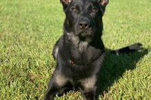 Cigo, o cão-polícia