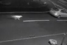 Cão vai atrás de dono que acabou de abandoná-lo numa rua