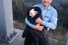 GNR procura dono de cão encontrado na A42