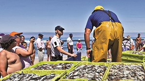 Pesca do carapau proibida a partir de hoje após a frota portuguesa ter esgotado esta quota
