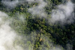 Floresta da Amazónia 