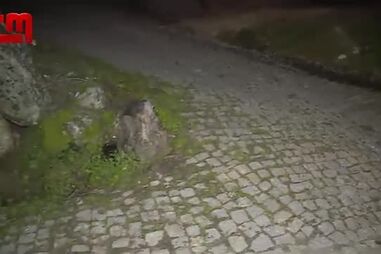 Menino de nove anos atacado por cão em Amarante 