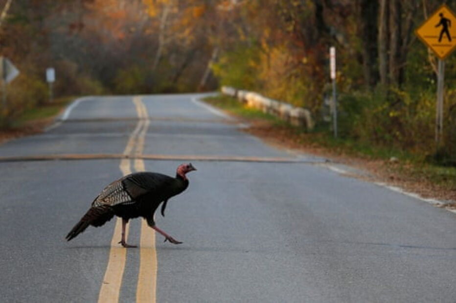Peru Al Capone é procurado pelas autoridades