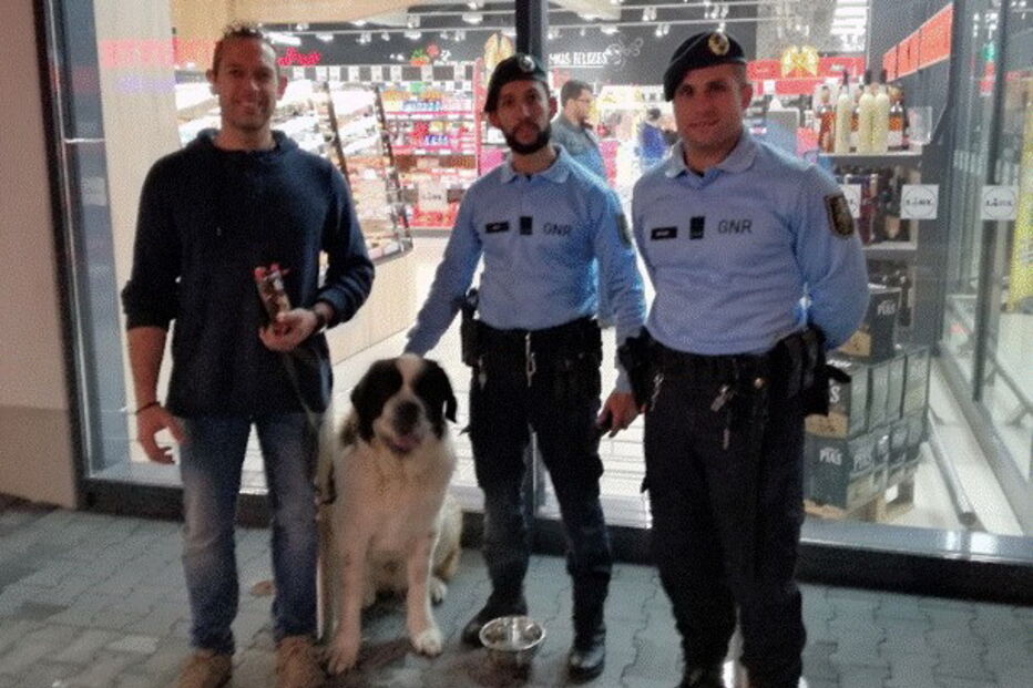 Cão perdido regressa a casa com a ajuda da GNR 