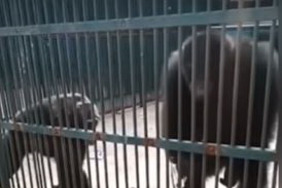 Chimpanzé honesto devolve  ‘selfie stick’ em jardim zoológico na China