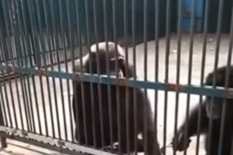 Chimpanzé honesto devolve  ‘selfie stick’ em jardim zoológico na China