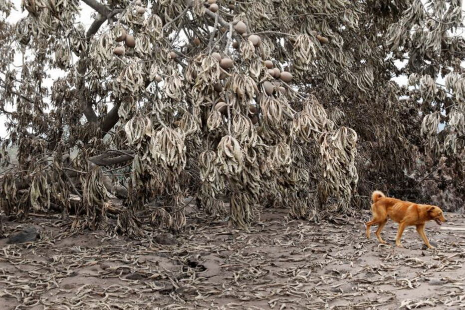 Imagens do ano, 2018, pics of the year