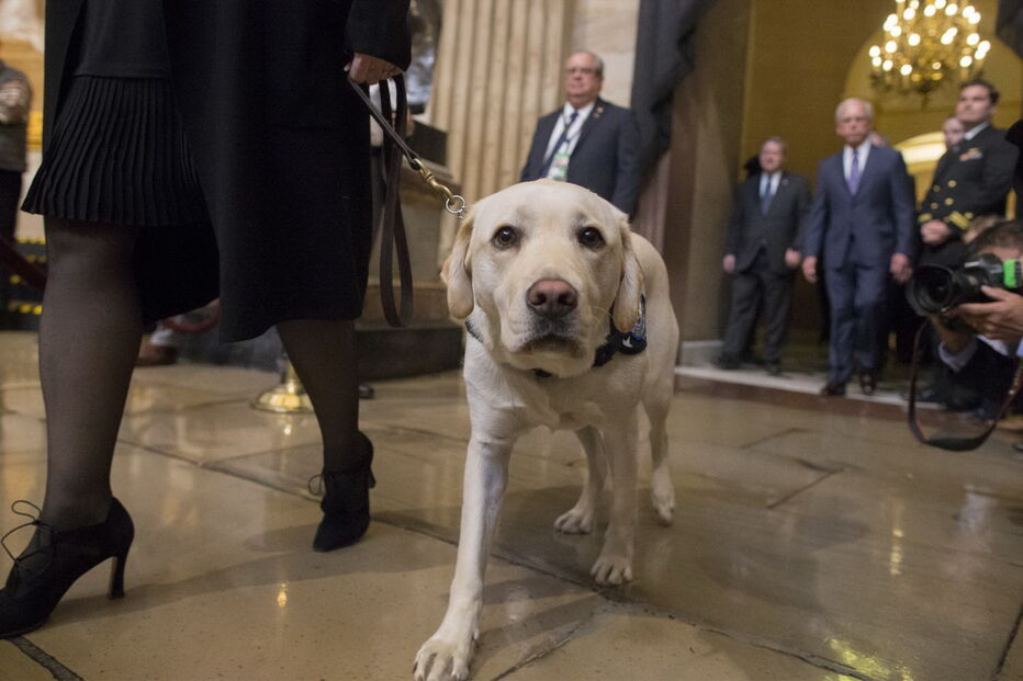 Sully, o cão de Bush
