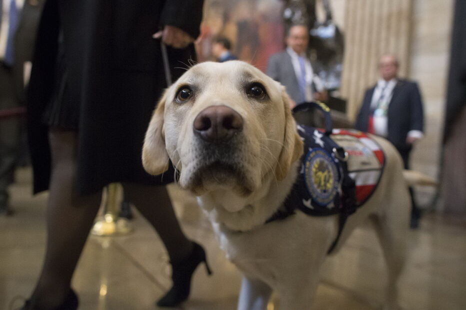 Sully, o cão de Bush