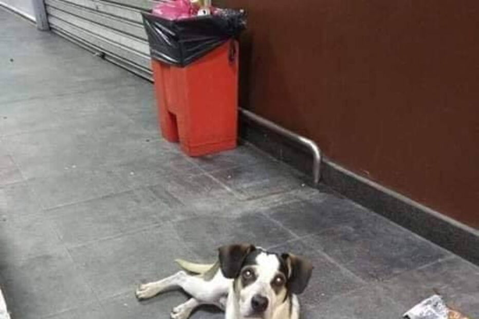 Cão é morto por segurança de supermercado e gera revolta 