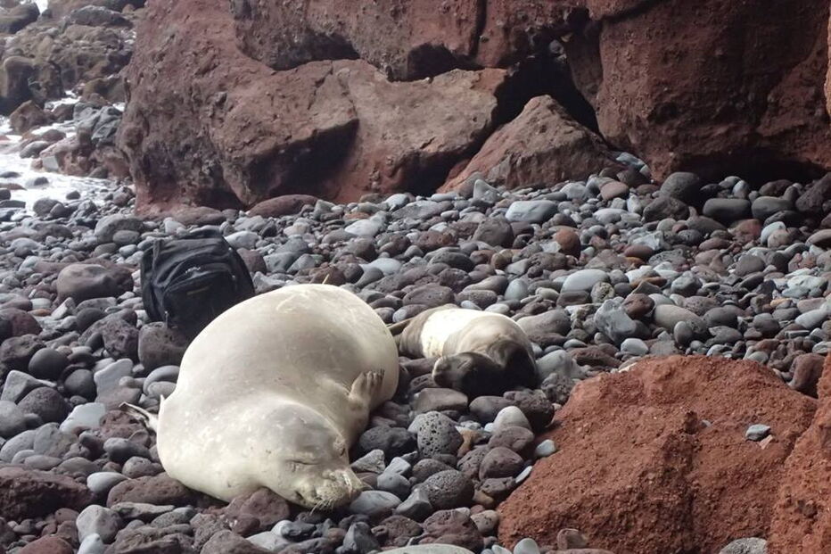 Nasceram dois lobos-marinhos bebés nas ilhas Desertas