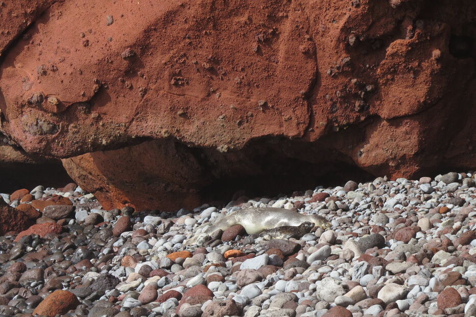 Nasceram dois lobos-marinhos bebés nas ilhas Desertas