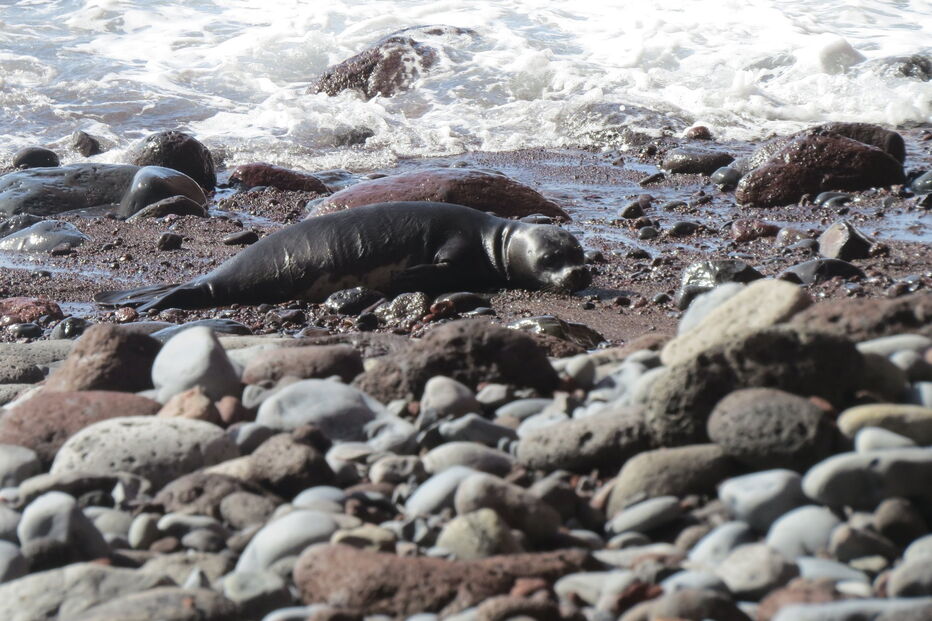 Nasceram dois lobos-marinhos bebés nas ilhas Desertas