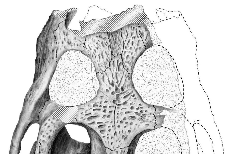 Crocodilo fóssil em Portugal 