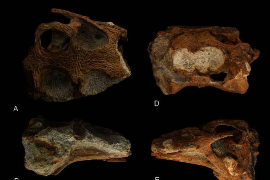 Fóssil de crocodilo