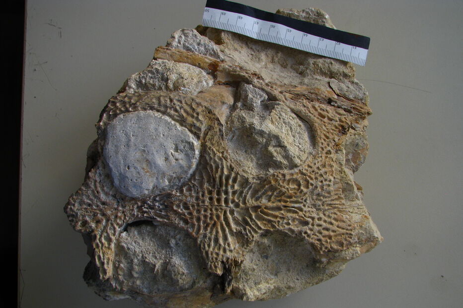 Fóssil de crocodilo