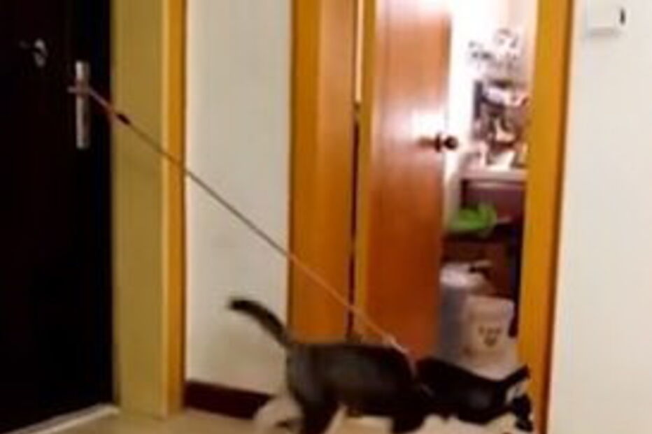 Husky liberta energia de forma insólita 