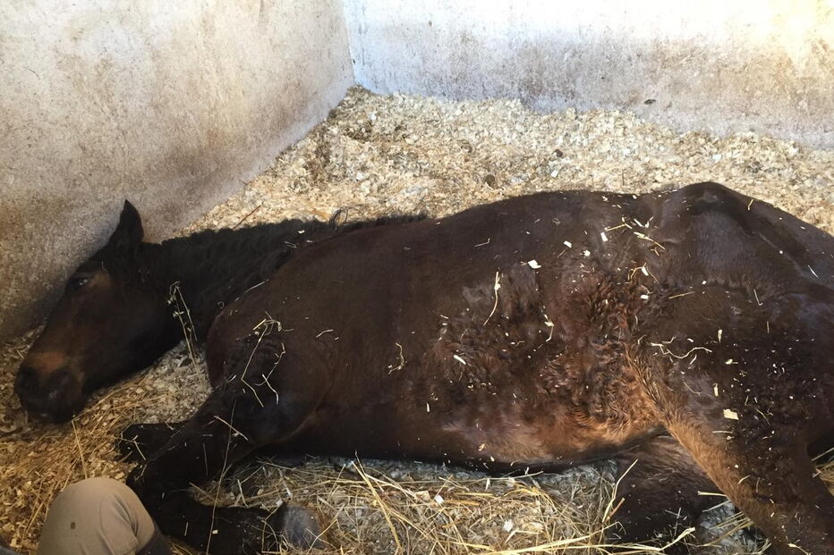 Animais alegadamente pertencentes à Escola Agrícola na Pontinha