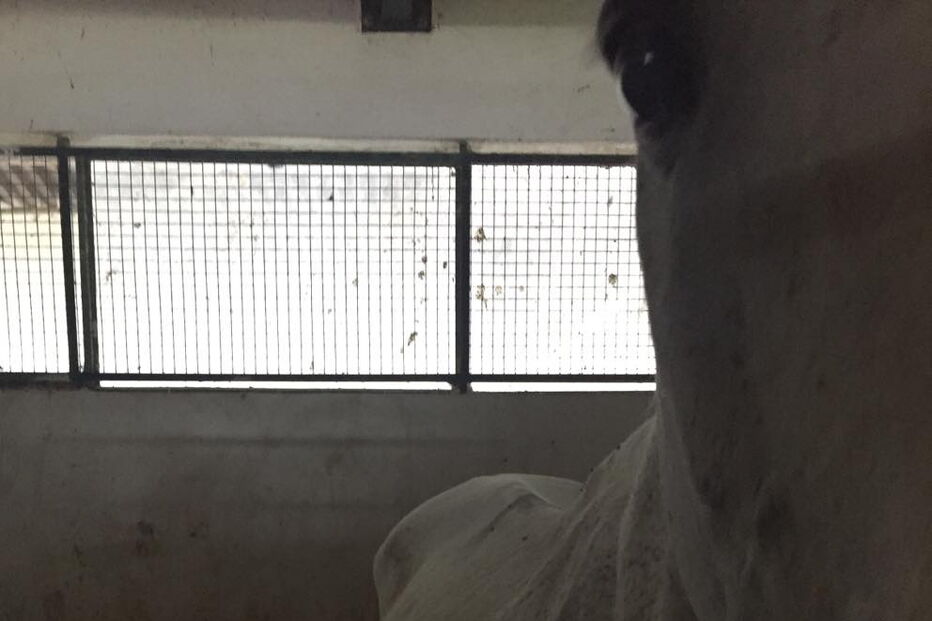 Animais alegadamente pertencentes à Escola Agrícola na Pontinha