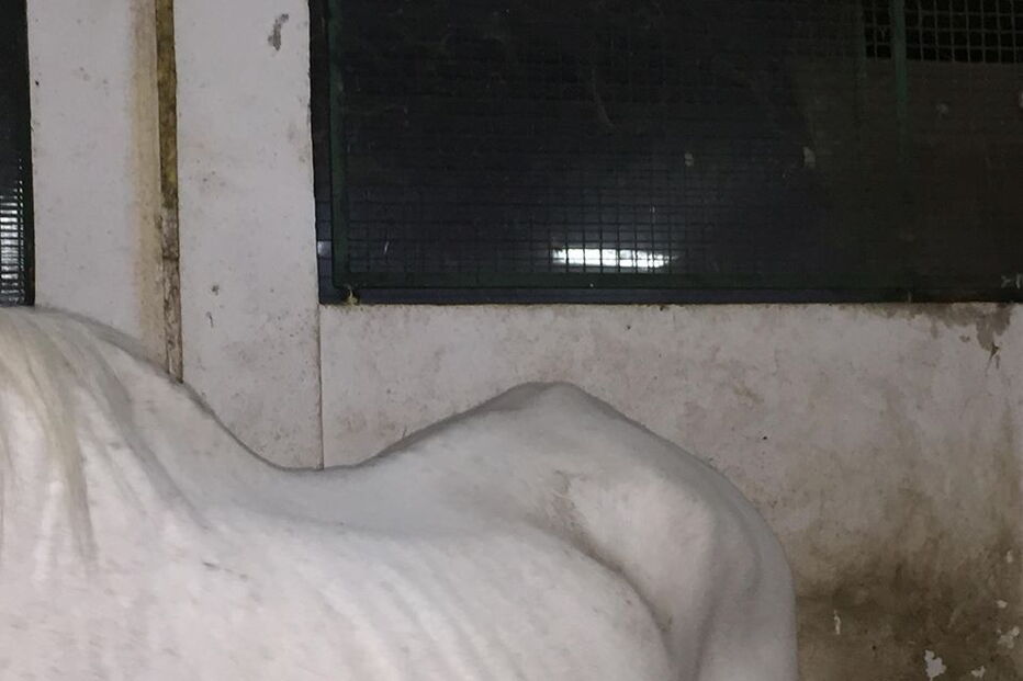 Animais alegadamente pertencentes à Escola Agrícola na Pontinha