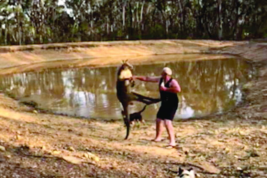 Homem atacado por canguru não deixa cair cerveja