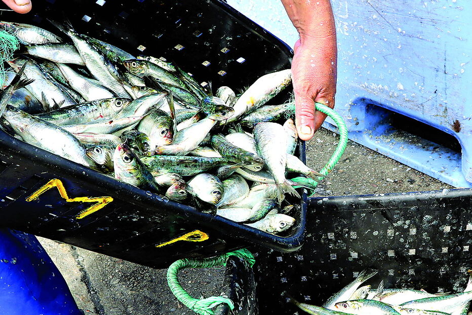 Dados revelados apontam Matosinhos como tendo o peixe mais barato da região Norte - valor médio de 1,34 euros por kg 