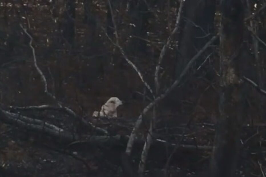 Um mês depois dos incêndios na Califórnia reencontra cão que foi forçada a abandonar
